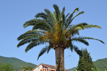 Vibrant Palm Tree Against a Clear Blue Sky in Coastal Montenegro, with Traditional Architecture and Lush Mountains in the Background