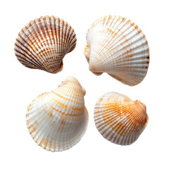 Obraz premium Collection of colorful sea shells isolated on a clean Transparent background for decorative purpose, Sea shells isolated on PNG background