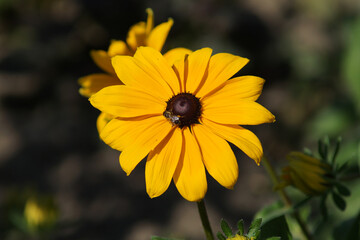 bee on yellow sunflower