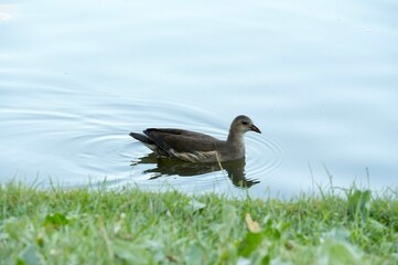 Wild waterfowl  fulica atra on the lake  