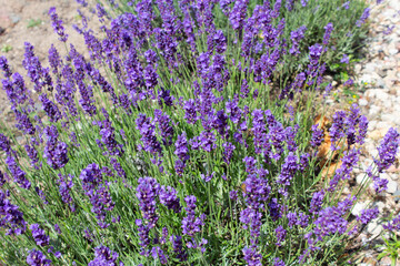 Lavender field. Blooming lavender bushes.