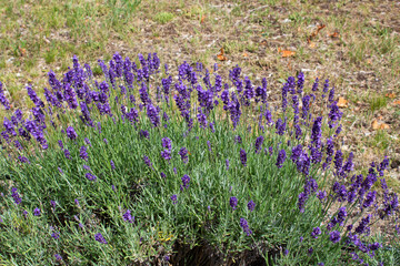 Lavender field. Blooming lavender bushes.