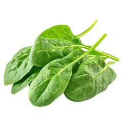 Obraz premium Fresh young spinach leaves isolated on a Transparent background for culinary or dietary use, Young Spinach Leaves Isolated