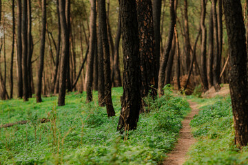 A path winds through a dense forest of tall trees, with lush green foliage covering the ground. The...