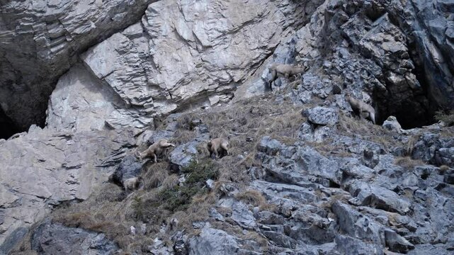 Groupe de chamois se d&eacute;pla&ccedil;ant sur une falaise