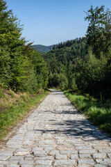 Emerald Forest Kingdom: Wild Nature s Sanctuary