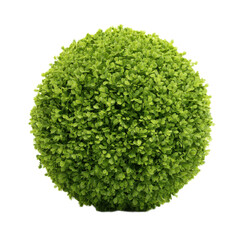 Green bush with green leaves is in the center of the image