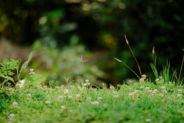 A vibrant field of white flowers and green grass with a dark bokeh background, creating a lush and serene natural landscape.