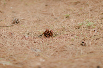 Pine cone on a bed of needles, a natural woodland scene.