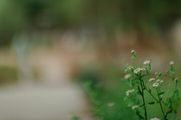 Close-up of a cluster of small, white and yellow wildflowers in a field, with a softly blurred green and brown background, evoking a peaceful, natural scene.