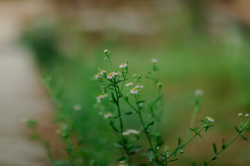 Delicate wildflowers in a meadow, bathed in soft sunlight. Greenery surrounds a cluster of small, white and yellow wildflowers, creating a tranquil natural scene.