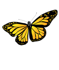bunter Schmetterling, transparenter Hintergrund, PNG