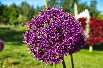 Vibrant Purple Allium Flower Blooming in Summer Garden