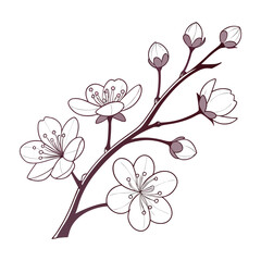 Pink cherry blossom branches with delicate floral petals illustrate the beauty of spring nature