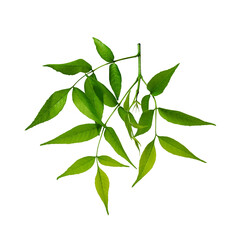 Ash tree branch with green leaves isolated on white background. Design element for botanical arrangements, frames, collages, postcards, stickers.