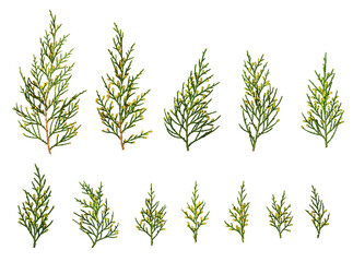 Set of coniferous tree branches isolated on white background. Design element for creating Christmas arrangements, collages, cards, patterns, frames.