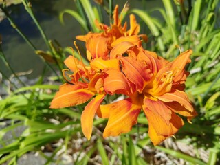 orange lily flower