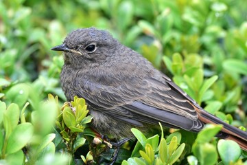 Close-up of a young bird resting in lush green grass. The fluffy juvenile bird is captured in soft natural light, creating a peaceful and intimate nature moment.