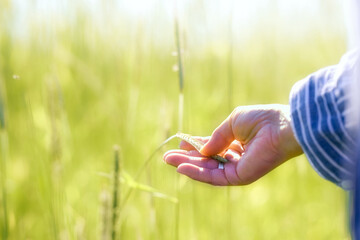 A woman's hand gently holds ears of rye in a field in bright sunlight. A quiet summer day in a field.