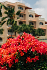 Colorful bougainvillea blooms in vibrant shades against a beautiful building in a tropical setting
