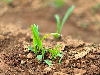 Young green corn plants growing in farm. Corn cultivation. Young corn plants. Growing corn.