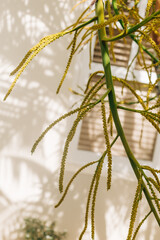 Close-up of vibrant yellow-green plant with delicate flowers against a textured white wall in a...