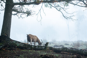 Domestic goat hiding in the fog