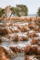 Winterscape from pinetrees in a swamp