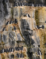 Fototapeta premium Brunnich guillemots (Uria Lomvia) nesting on the Alkefjellet cliffs in the Svalbard archipelago