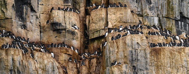 Brunnich guillemots (Uria Lomvia) nesting on the Alkefjellet cliffs in the Svalbard archipelago