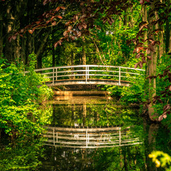 bridge in the park