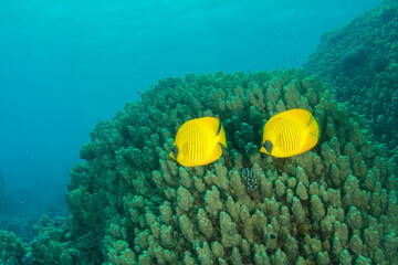Two yellow butterfly fish swim near the reef coral.