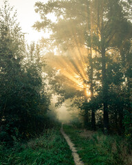 Sunrise in the woods