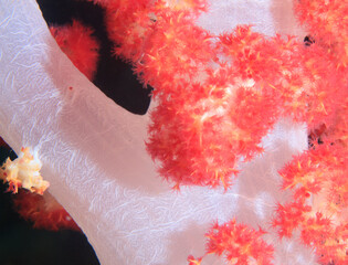 A pinkish red and white soft coral seen up close.