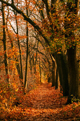 Autumn walk in the forest