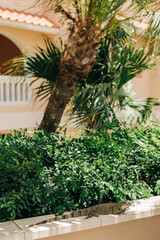 Lizard basking on a stone wall surrounded by lush greenery in a tropical garden setting