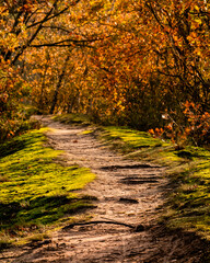 Autumn walk through the woods