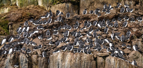 Brunnich guillemots (Uria Lomvia) nesting on the Alkefjellet cliffs in the Svalbard archipelago