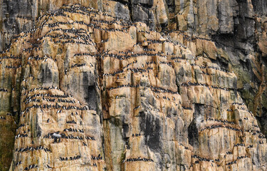 Brunnich guillemots (Uria Lomvia) nesting on the Alkefjellet cliffs in the Svalbard archipelago
