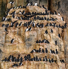 Brunnich guillemots (Uria Lomvia) nesting on the Alkefjellet cliffs in the Svalbard archipelago