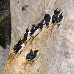 Brunnich guillemots (Uria Lomvia) nesting on the ice-covered Alkefjellet cliffs in the Svalbard...