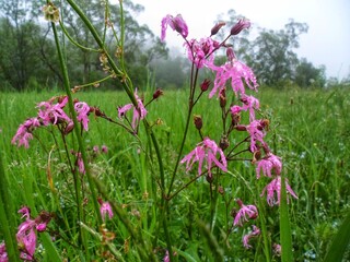 Vibrant red wildflowers after rain