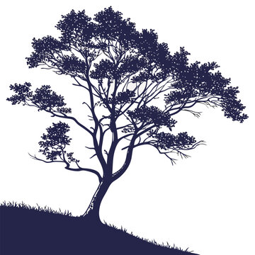 silhouette of a tree of flatwoods plum