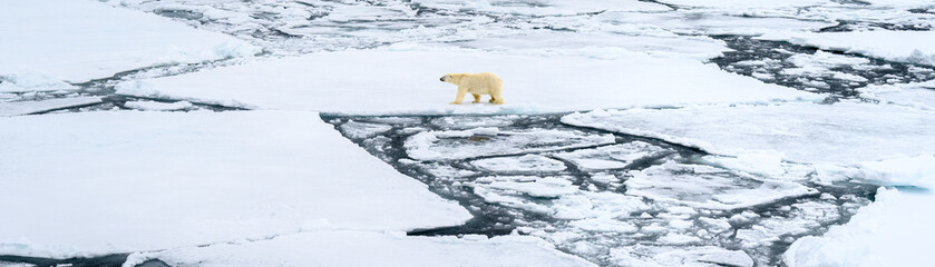 A polar bear walks over an arctic iceflow