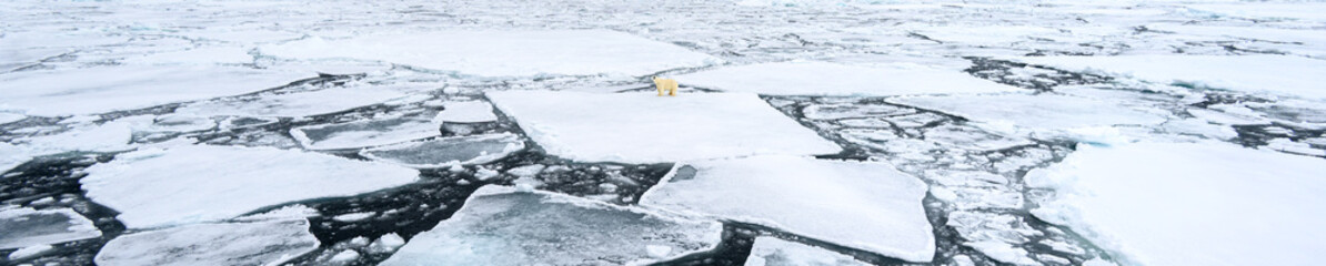 A polar bear walks over an arctic iceflow