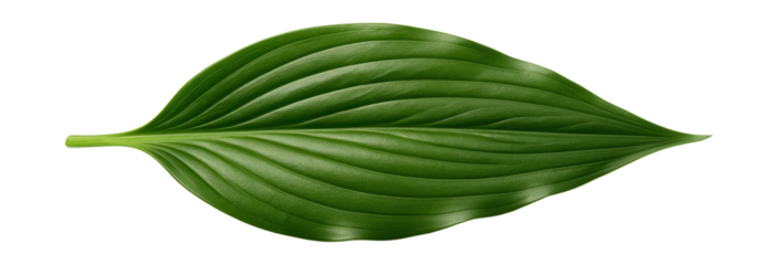 Lily leaf with a lanceolate shape and prominent parallel venation