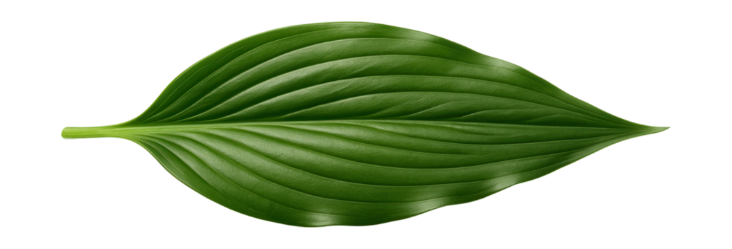Lily leaf with a lanceolate shape and prominent parallel venation