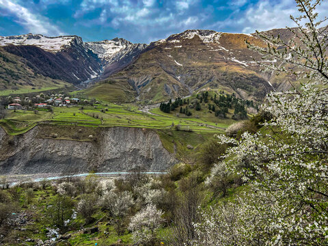 Blooming cherry trees against the mountains on the Georgian Military road