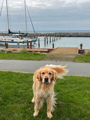 Golden retriever standing on green grass near a marina, with sailboats docked in the background,...
