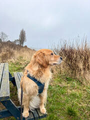 Golden retriever sitting on a wooden bench in a grassy field, gazing into the distance, surrounded by tall grass and a cloudy sky, enjoying a serene outdoor moment